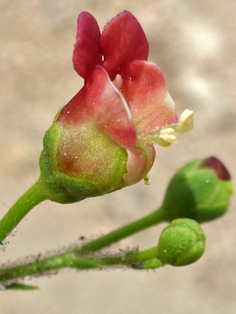 Red flower