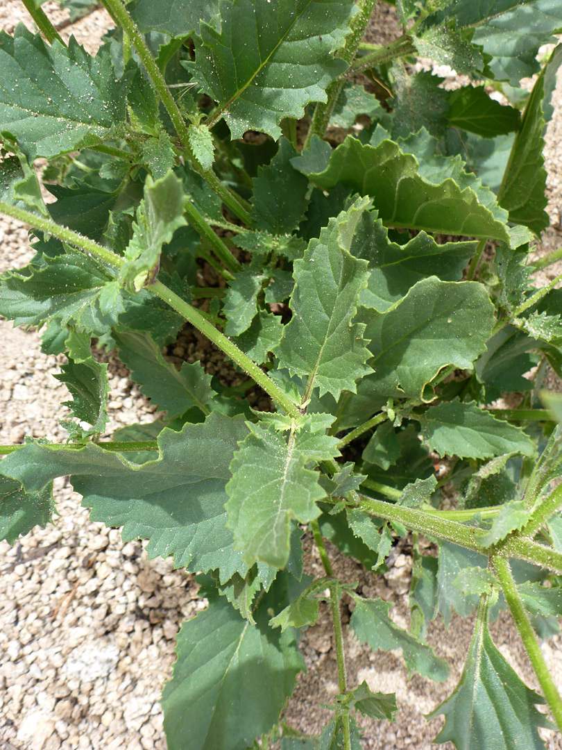 Toothed leaves