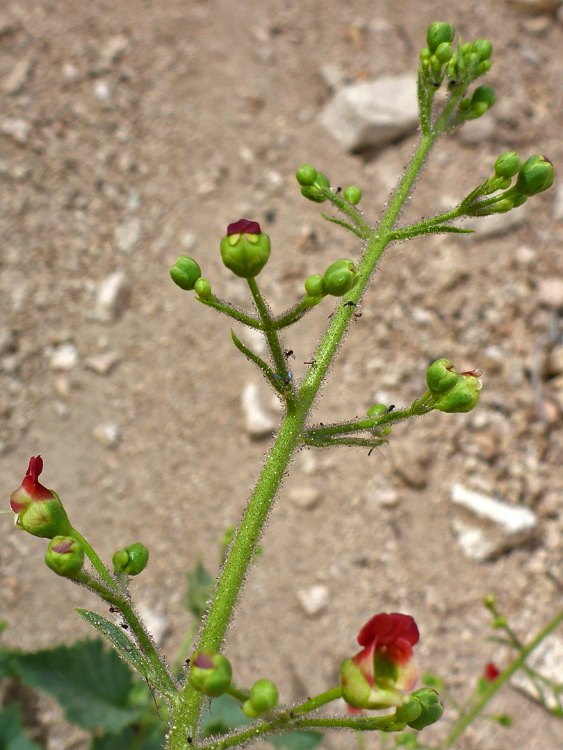 Branched inflorescense