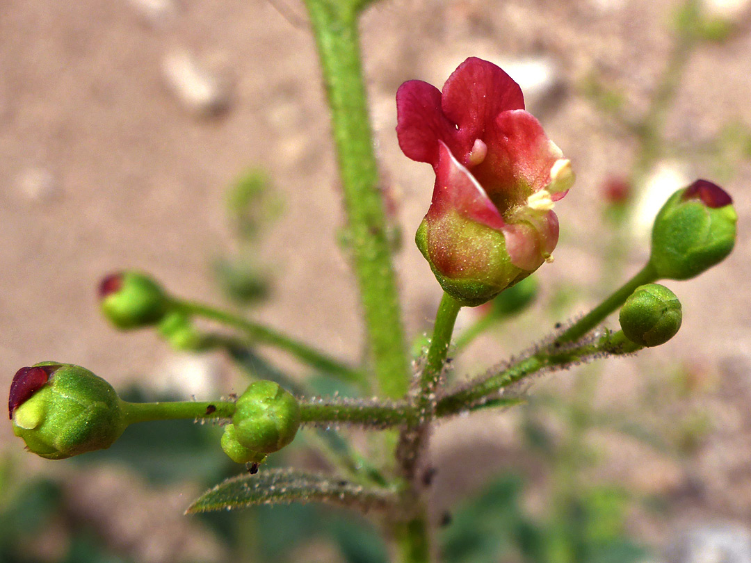 Buds and flowers