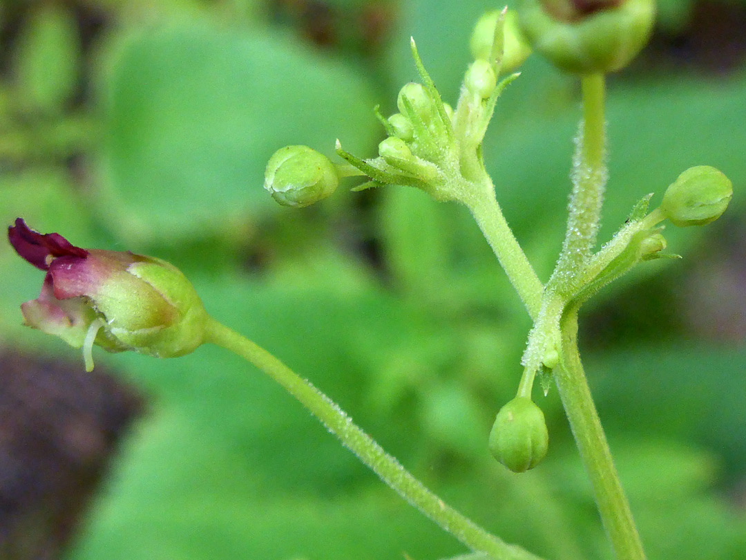 Branched inflorescense