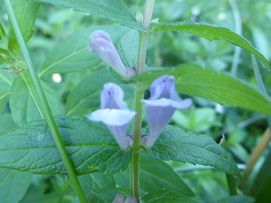 Stem and leaves