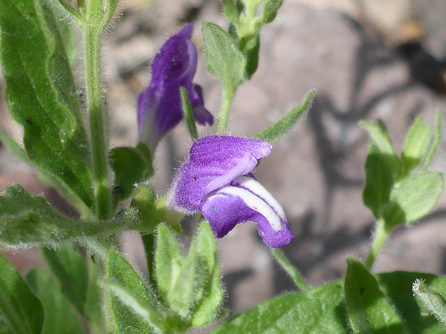 Two flowers