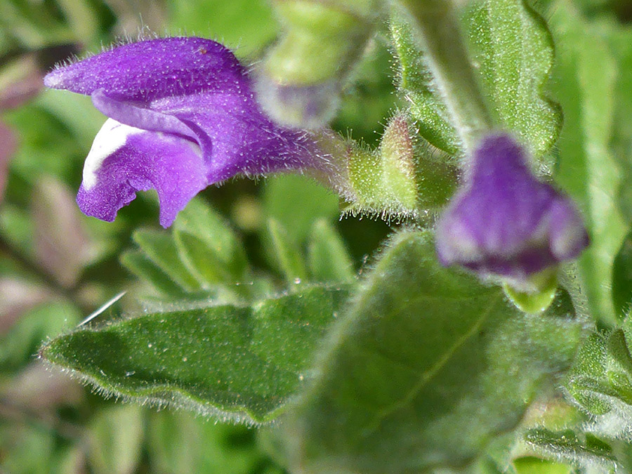 Flower and leaves