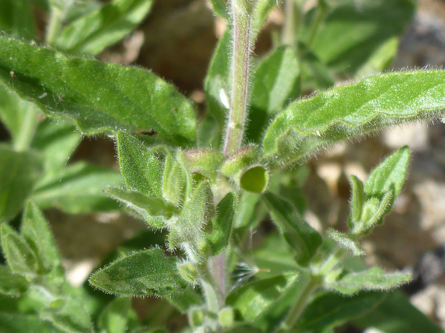 Hairy leaves