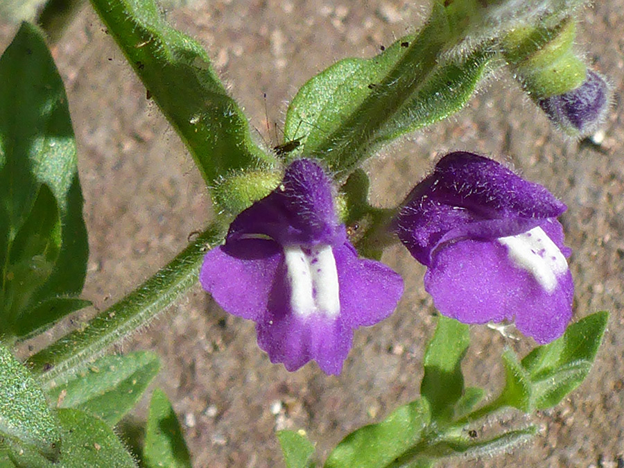 Purple and white flowers