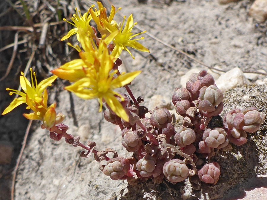 Leaves and flowers