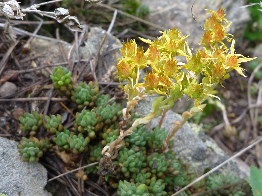 Withering flowers