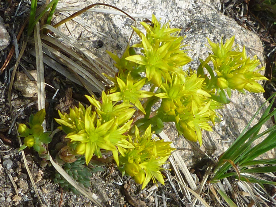 Yellow flowers