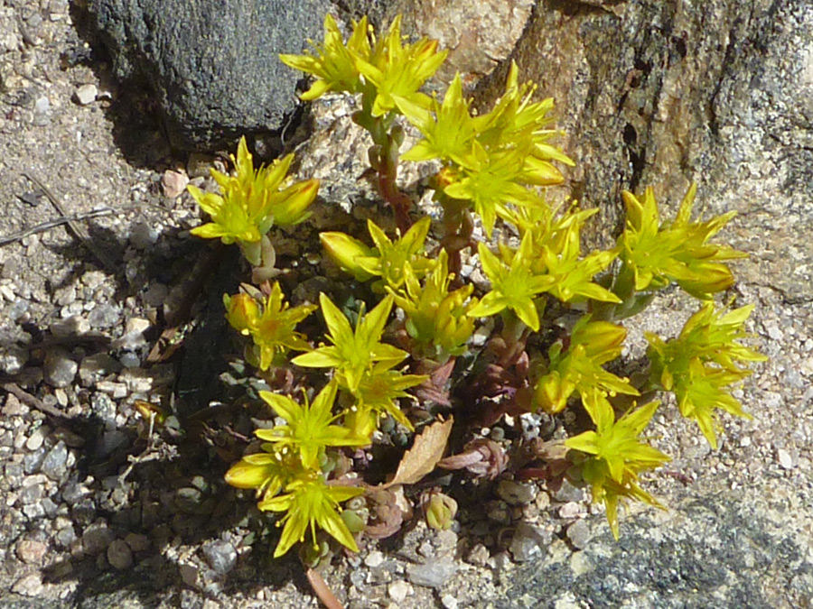 Greenish yellow flowers