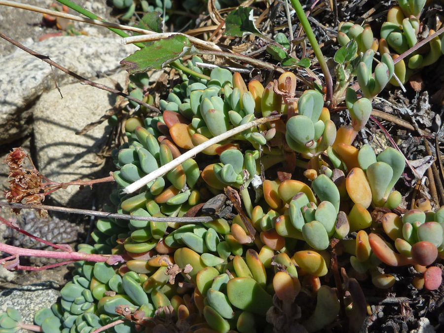 Succulent leaves