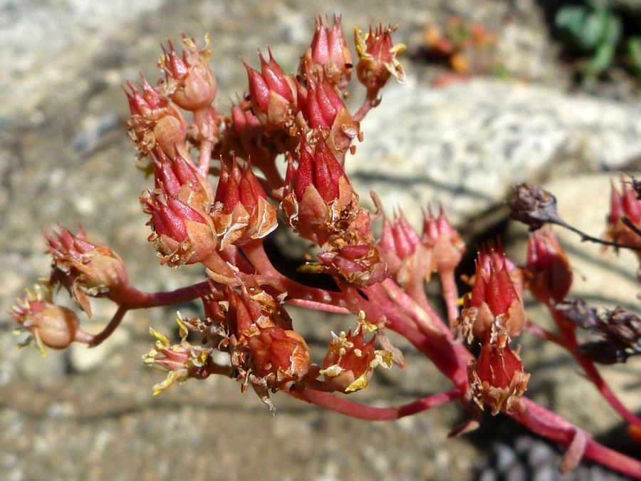 Withered flowers