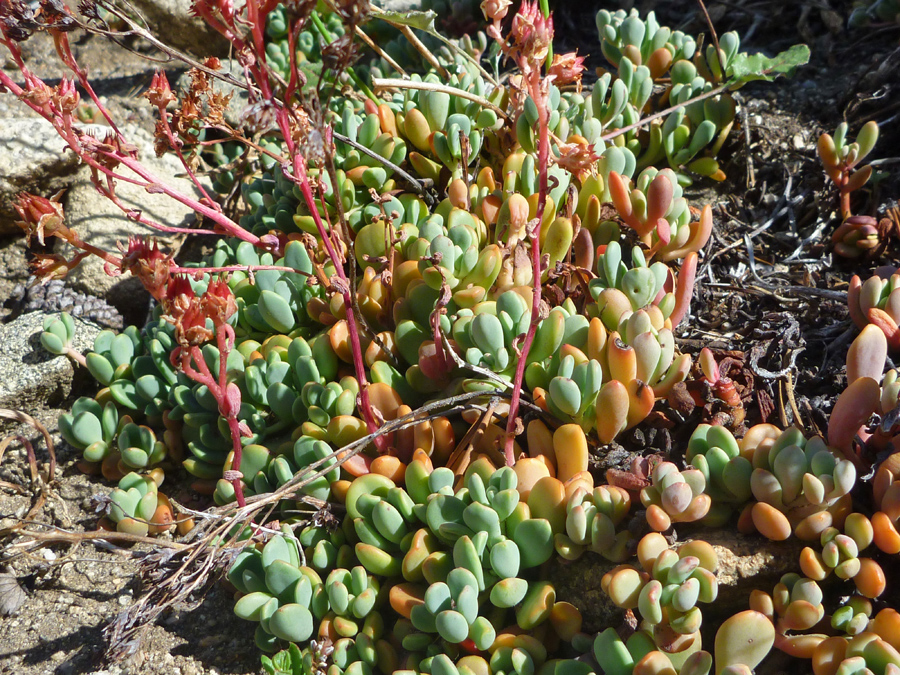 Leaves and flower stalks