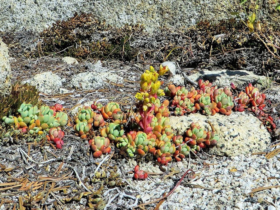 Plant on granite