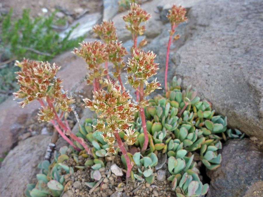 Leaves and flower stalks