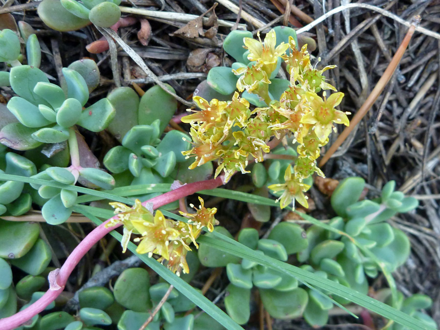 Flowers and leaves