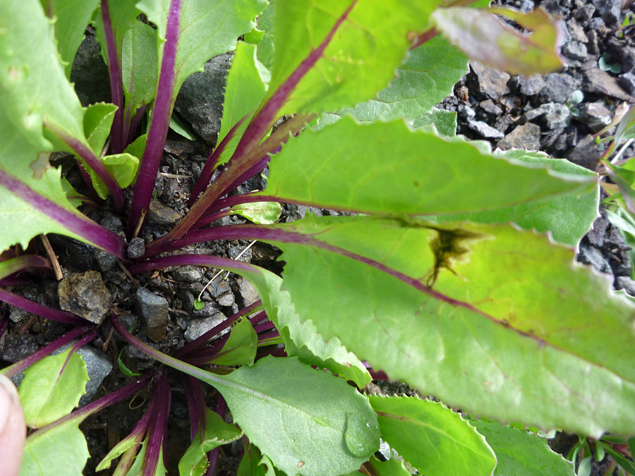 Purple leaf stalks