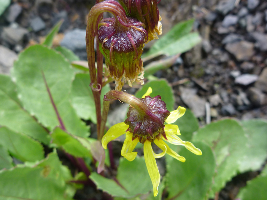 Red phyllaries