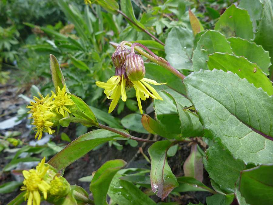 Toothed leaves