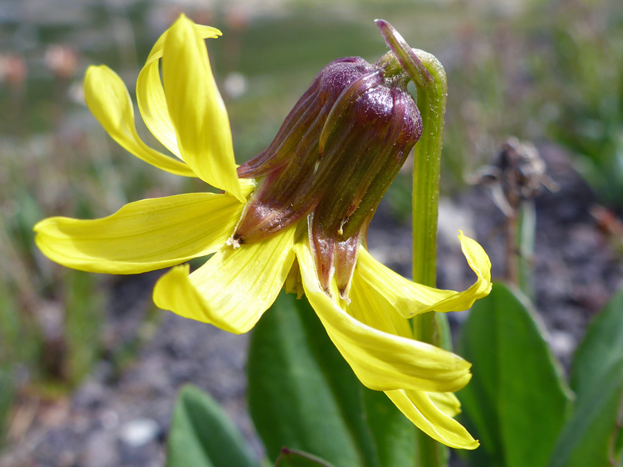 Purplish phyllaries