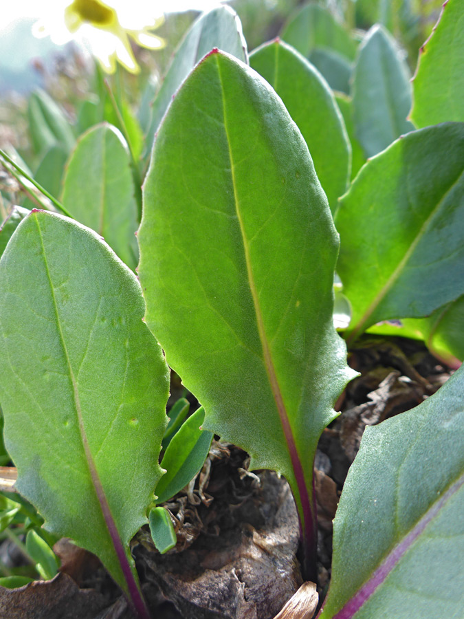 Leaves