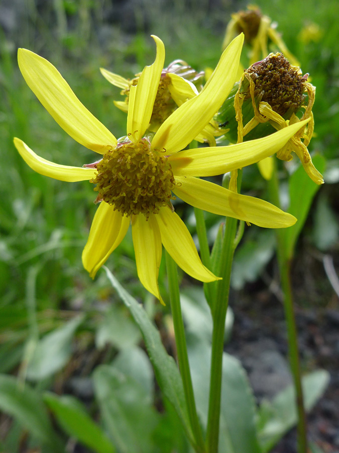 Withering flowers