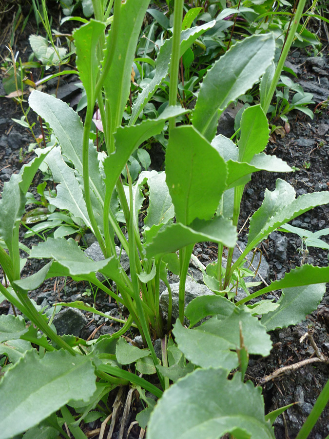 Basal leaves