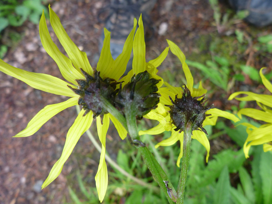 Brownish phyllaries