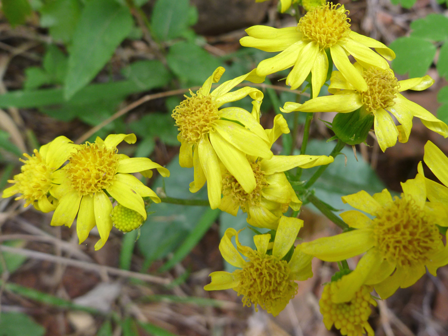 Yellow flowers