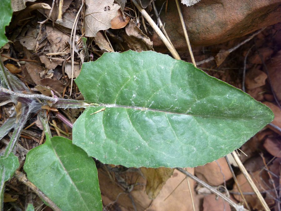 Stalked leaf