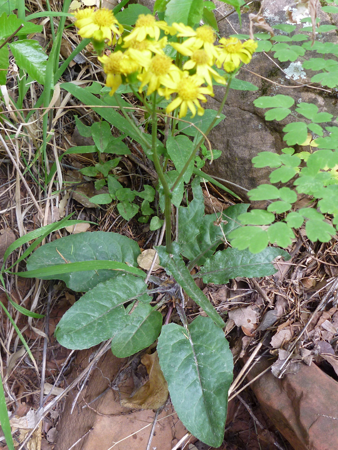 Stem and leaves