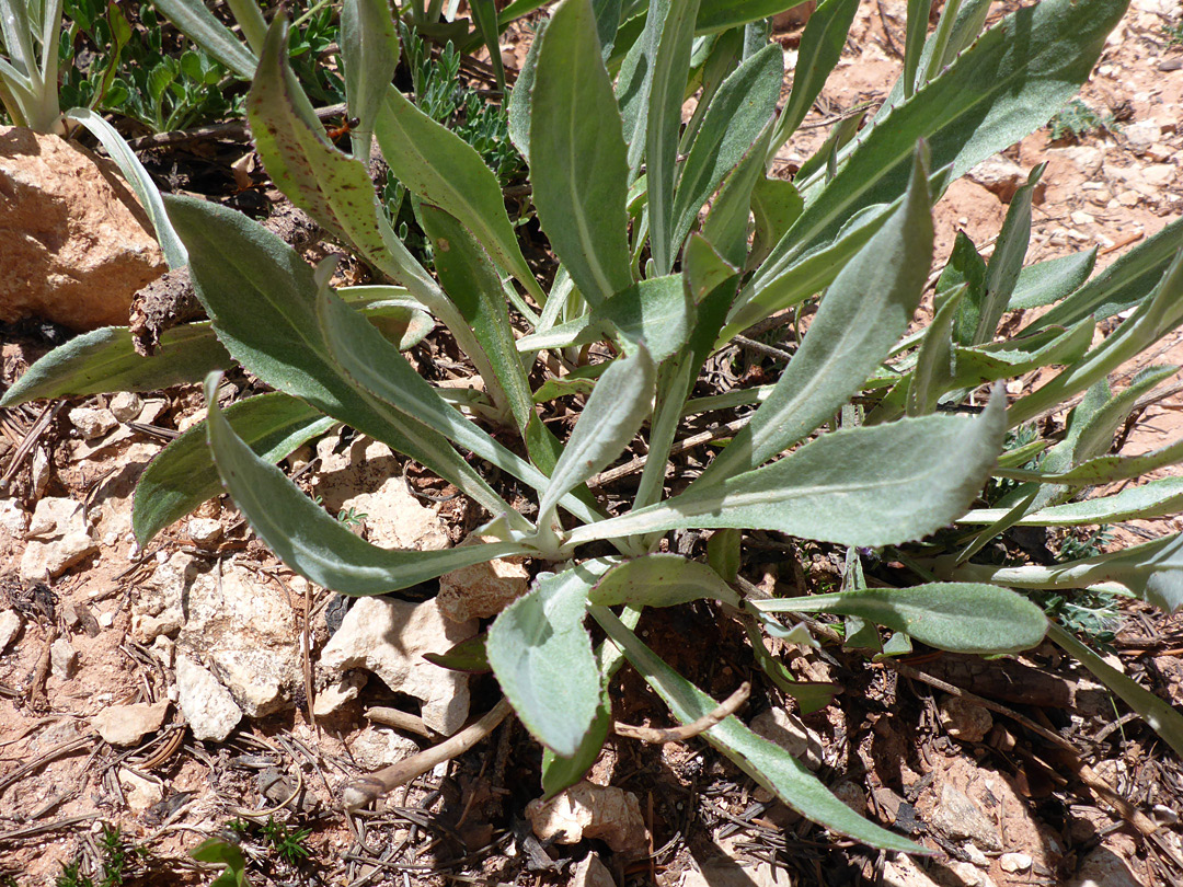 Greyish oblanceolate leaves