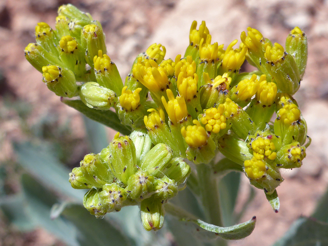 Compact flowerheads