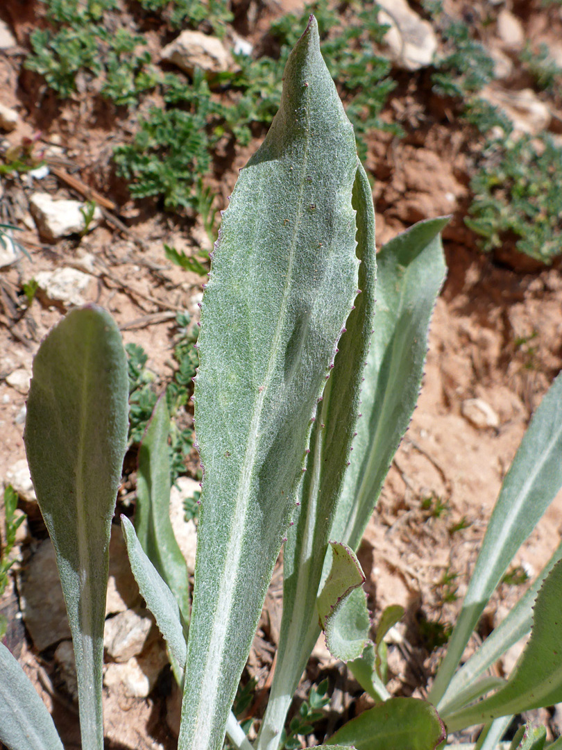 Toothed leaves