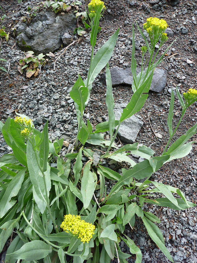 Tall stems