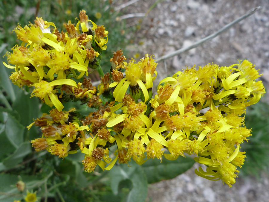 Mature flowers