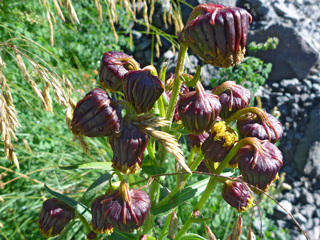 Purple phyllaries