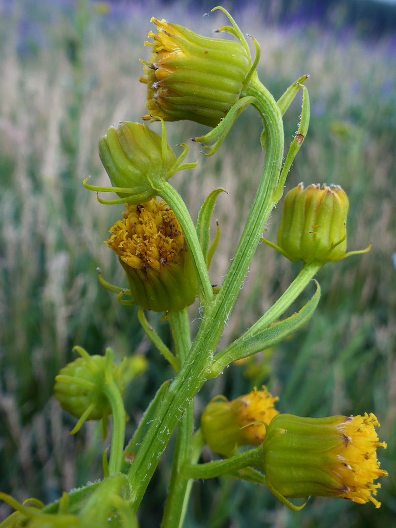 Urn-shaped involucres