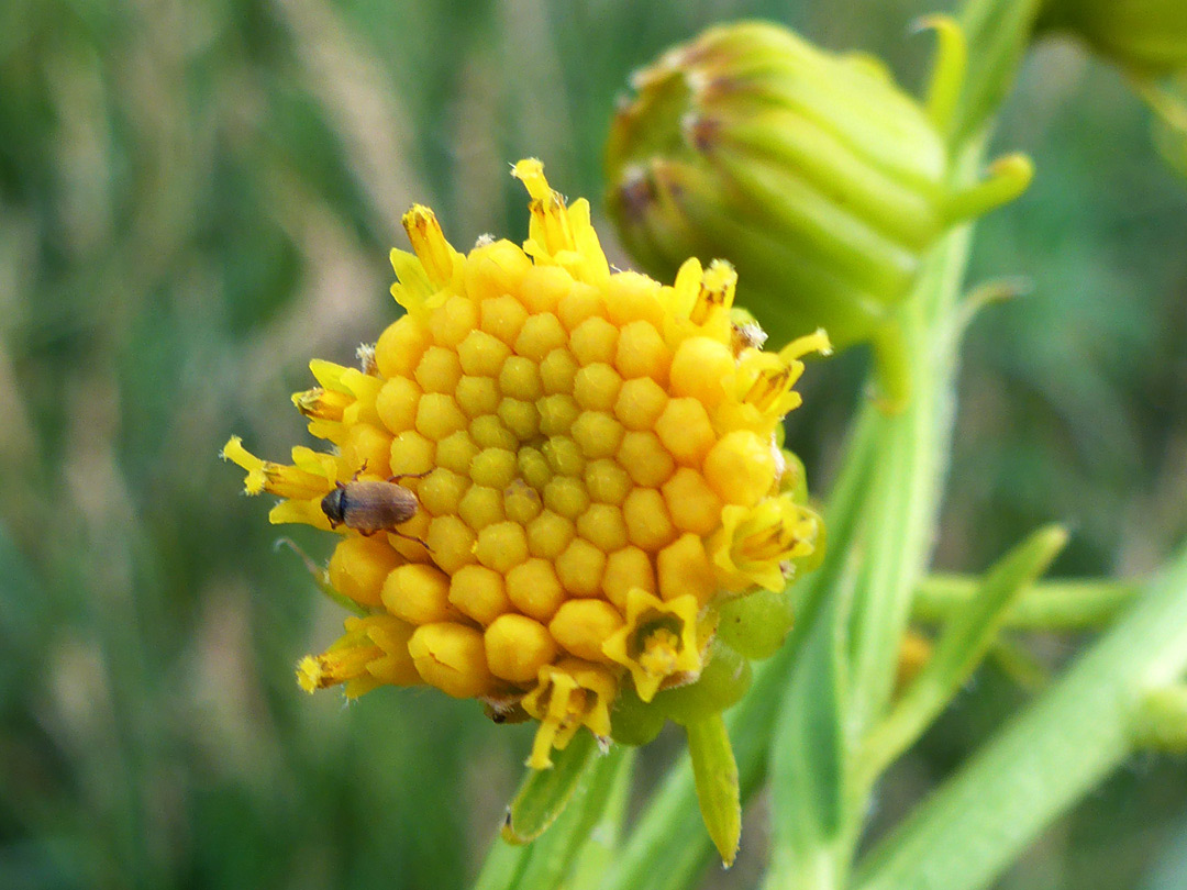 Yellow disc florets