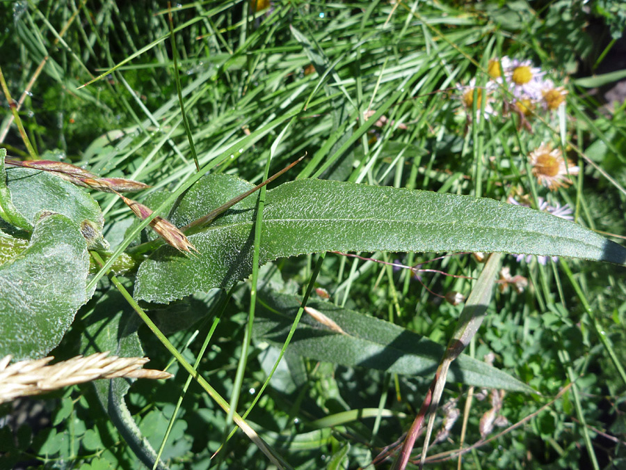 Hairy leaf surface