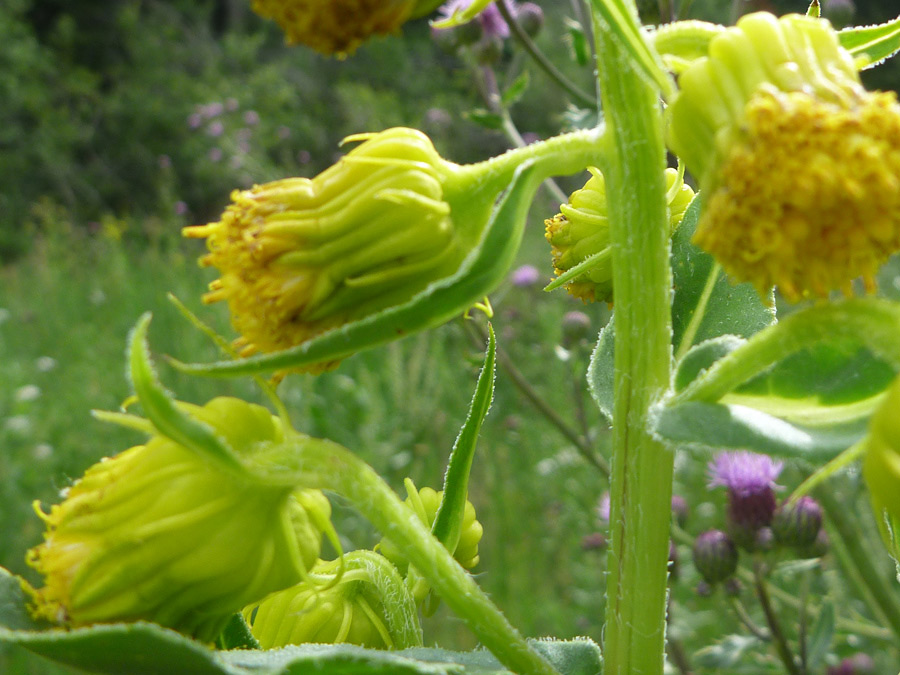 Grooved stem