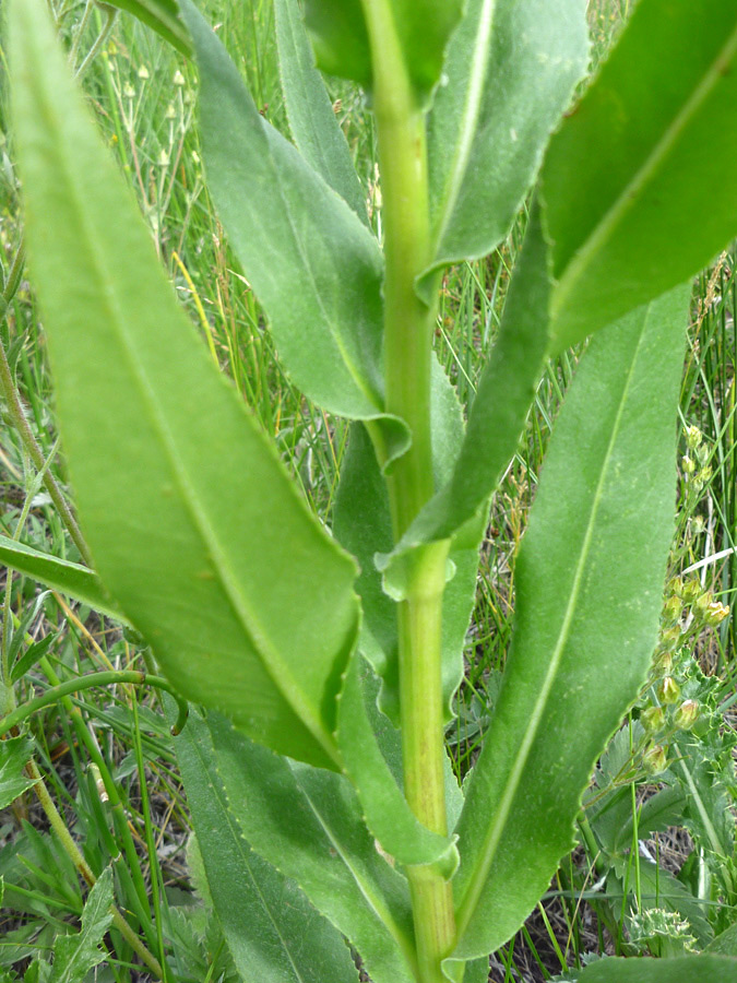 Hairless, dentate leaves