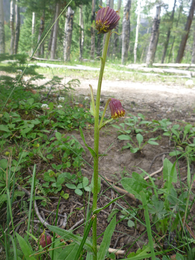 Tall plant