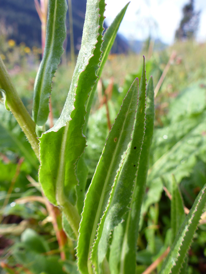 Upwards-pointing leaves