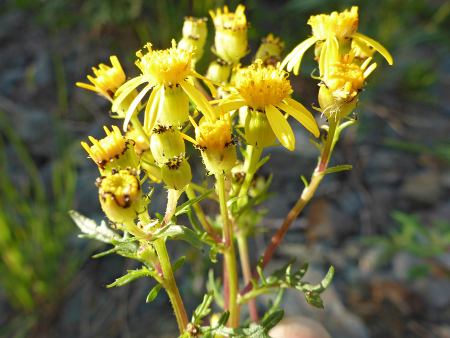 Black-tipped phyllaries