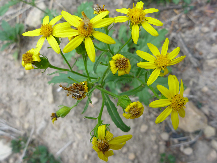 Flowers starting to wither