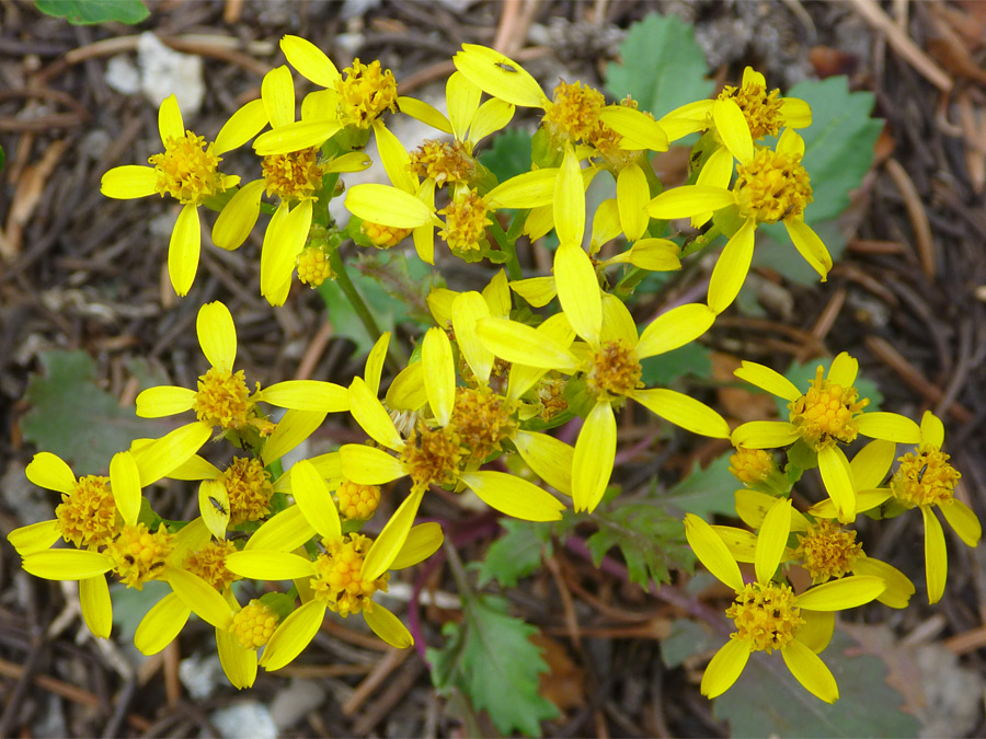 Many flowers