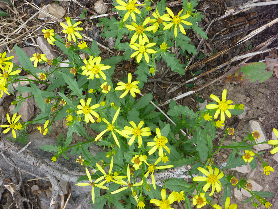 Flowers and leaves