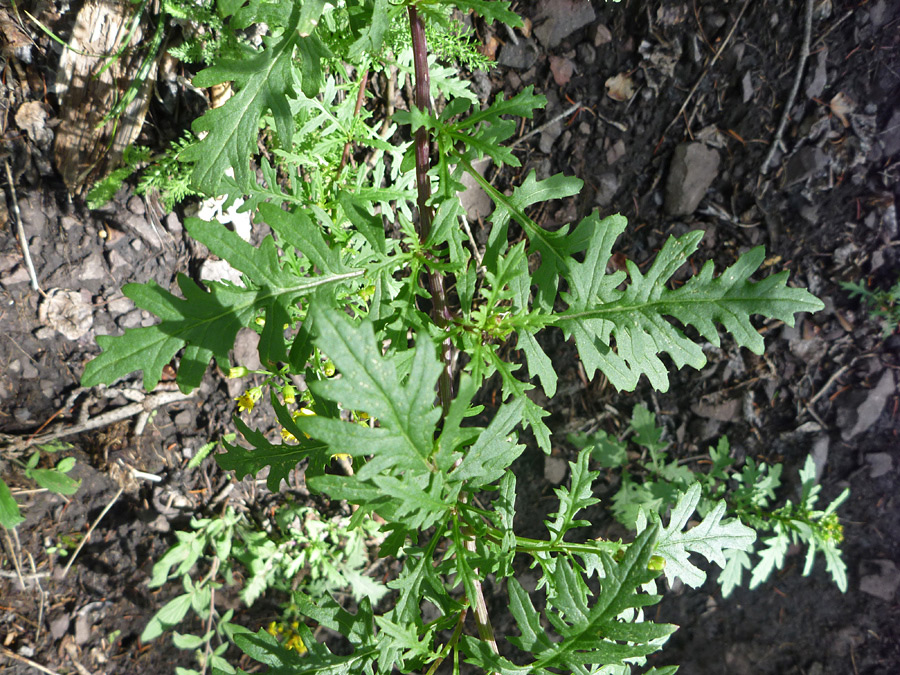 Lobed leaves