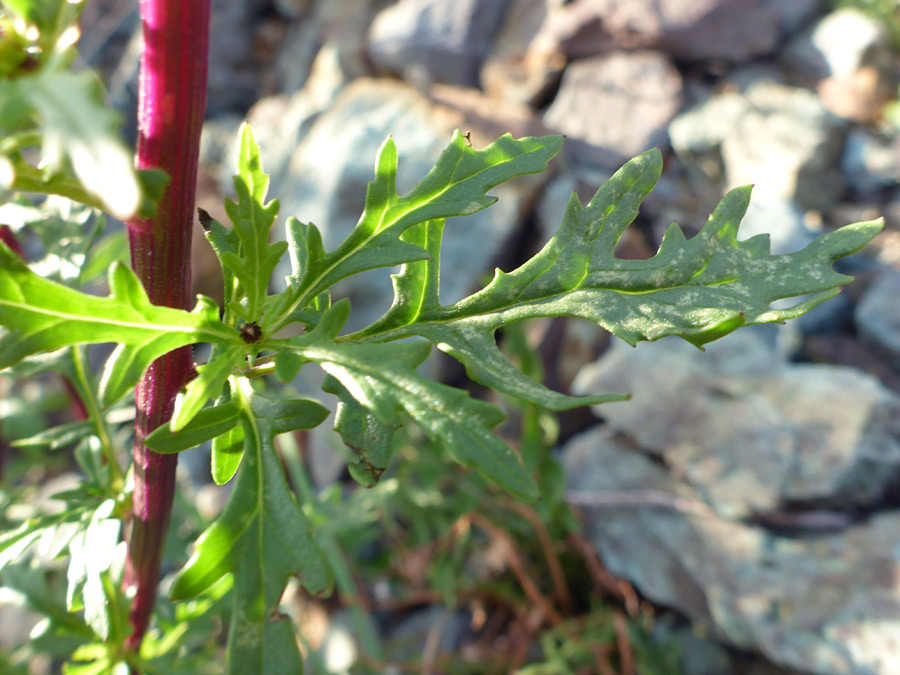 Cauline leaves